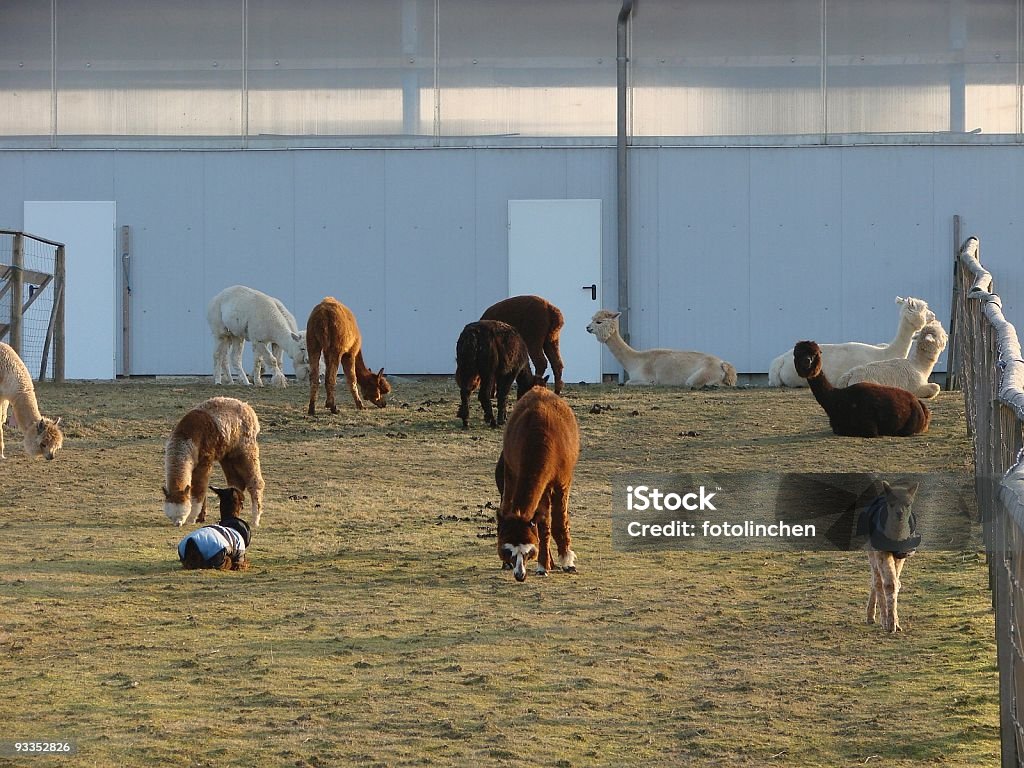 Alpakas auf der farm - Lizenzfrei Agrarbetrieb Stock-Foto