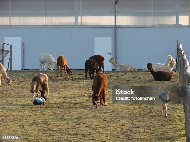 Alpakas Auf Der Farm Stockfoto und mehr Bilder von Agrarbetrieb - Agrarbetrieb, Alpaka, Domestizierte Tiere