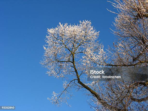 Winter Stockfoto und mehr Bilder von Ast - Pflanzenbestandteil - Ast - Pflanzenbestandteil, Baum, Dezember