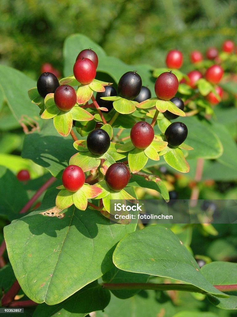 Johanniskraut-'Hypericum perforatum'St. Joseph-Missouri - Lizenzfrei Beere - Obst Stock-Foto