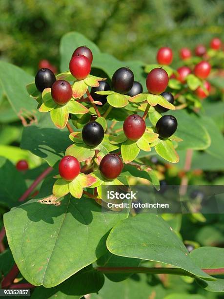 Johanniskrauthypericum Perforatumst Josephmissouri Stockfoto und mehr Bilder von Beere - Obst