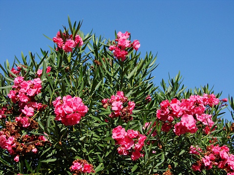 A cluster of bright pink oleander flowers growing in a public park in Hamilton, Bermuda