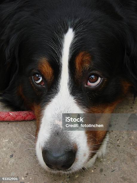 Was Sagen Die Hund Augen Stockfoto und mehr Bilder von Abwarten - Abwarten, Berner Sennenhund, Farbbild