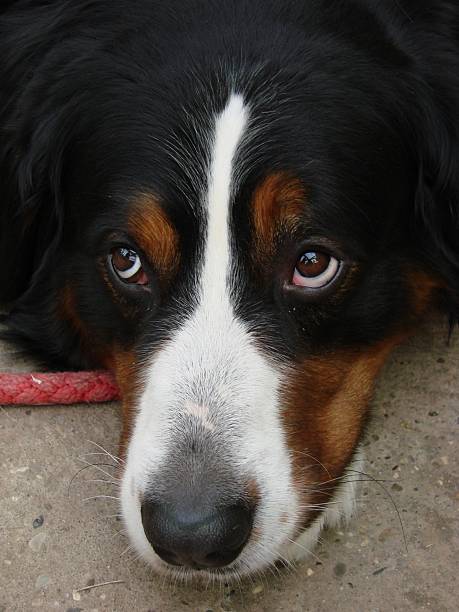 Bernersennenhund - What say these dog eyes?