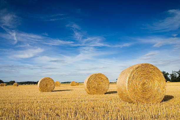 Landscape of a large hay field with numerous straw bales Straw bales on farmland with blue cloudy sky cricket stump photos stock pictures, royalty-free photos & images