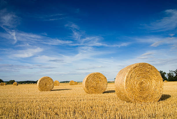 Landscape of a large hay field with numerous straw bales Straw bales on farmland with blue cloudy sky hay field stock pictures, royalty-free photos & images