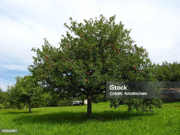 Apfelbaum Stockfoto und mehr Bilder von Apfel - Apfel, Apfelbaum, Baum