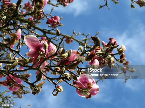 Kwiaty Magnolii - zdjęcia stockowe i więcej obrazów Bez ludzi - Bez ludzi, Bezchmurne niebo, Drzewo