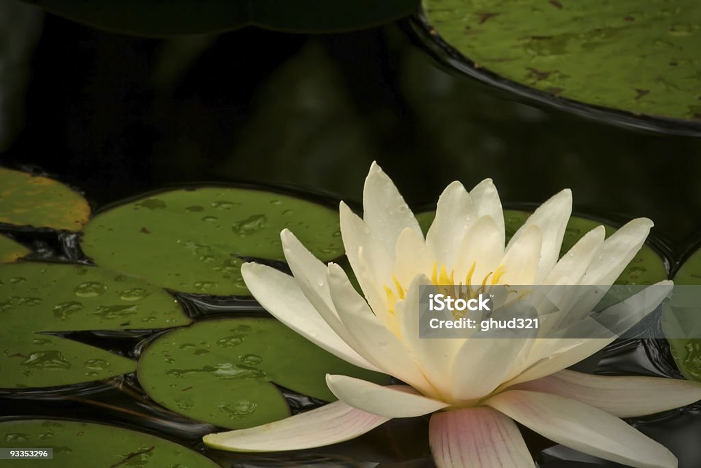 Nenúfar Branca com almofadas verdes contrastantes - Foto de stock de Amarelo royalty-free