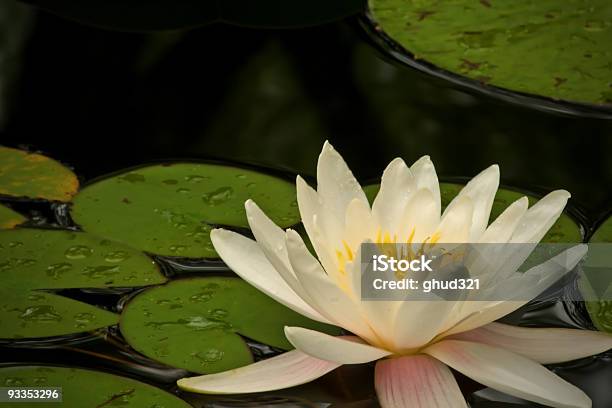 Foto de Nenúfar Branca Com Almofadas Verdes Contrastantes e mais fotos de stock de Amarelo - Amarelo, Beleza, Beleza natural - Natureza