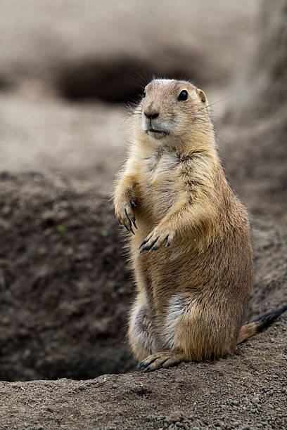 istock Prarie dog stading next to hole 93353612