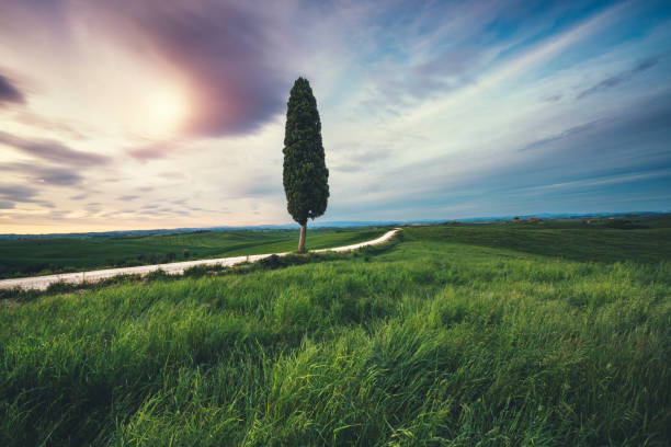 istock Country Road In Tuscany 933540862
