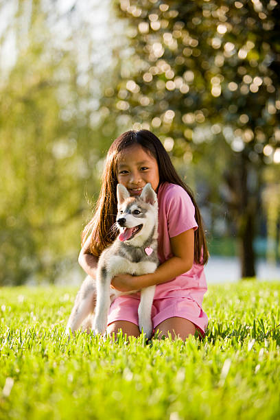 Preteen Asian girl (12 years) training Alaskan Klee Kai puppy (12 weeks).