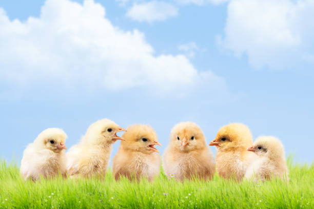 a lot of chickens communicate with each other. Funny and cute Chicks. The concept of a chicken farm. Meeting, dialogue