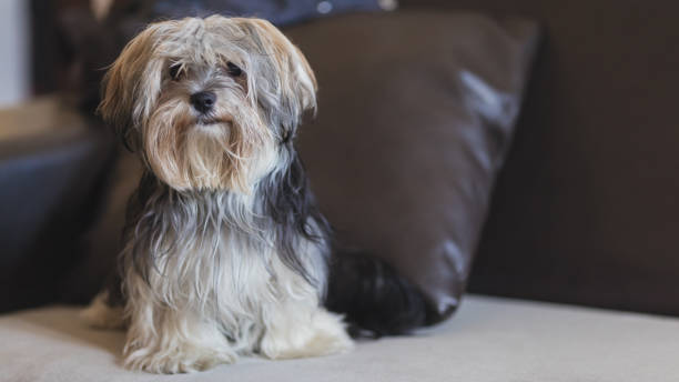 istock Morkie Dog , Maltese Yorkie mix 933545084