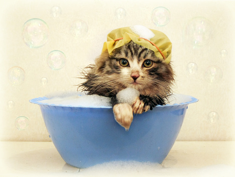 dirty kitten wash in a basin