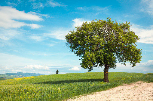 Landscape in Tuscany with a lone tree.