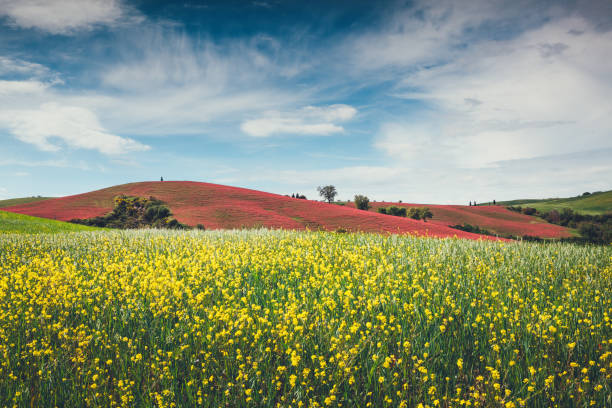 campo di toscana - clover field blue crop foto e immagini stock