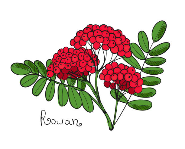 roten eberesche. isolierten zweig vogelbeere oder ebereschenbeere. blätter und cluster von sorbus berry. brunch der sorbische - berry fruit fruit ash autumn stock-grafiken, -clipart, -cartoons und -symbole