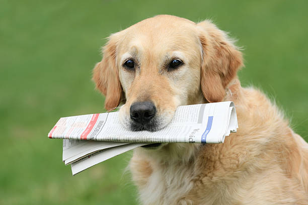 perro con el periódico - newspaper dog pets grass fotografías e imágenes de stock