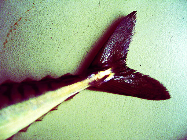 Close-up of fish tail