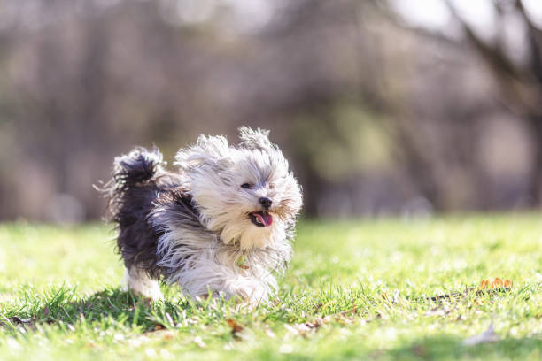 istock Morkie Dog , Maltese Yorkie mix 933577238
