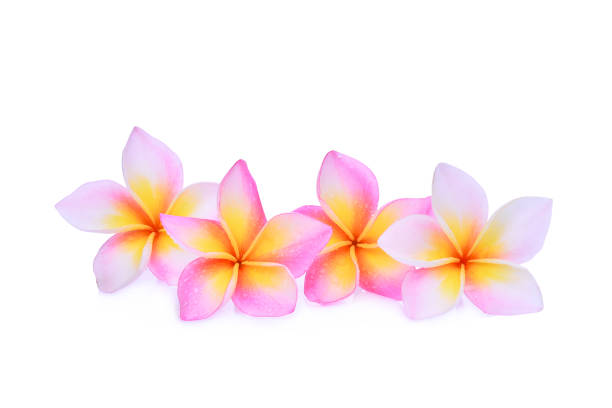istock pink frangipani or plumeria (tropical flowers) isolated on white background 933579578