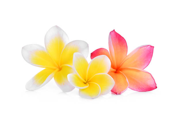 frangipani bianchi e rosa o plumeria (fiori tropicali) isolati su sfondo bianco - frangipanni foto e immagini stock