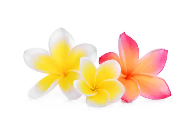white and pink frangipani or plumeria (tropical flowers) isolated on white background