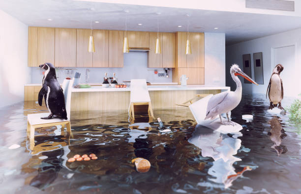istock birds in the flooding kitchen 933579818