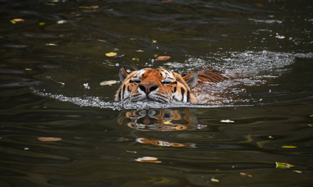 istock Siberian Amur tiger swimming in water 933580330