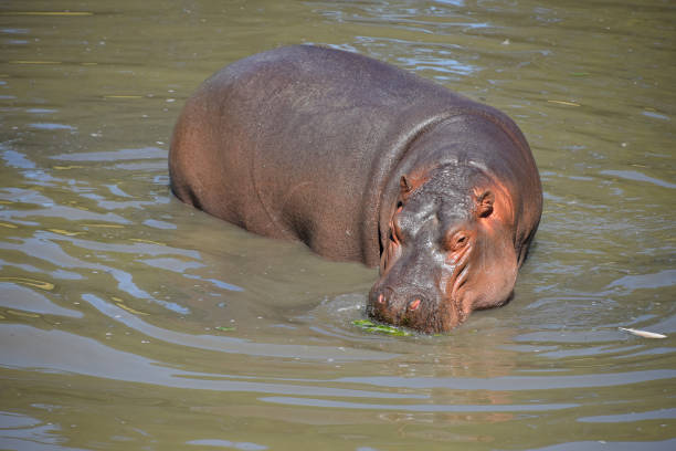 Front view of hippopotamus (Hippopotamus amphibius) in water.