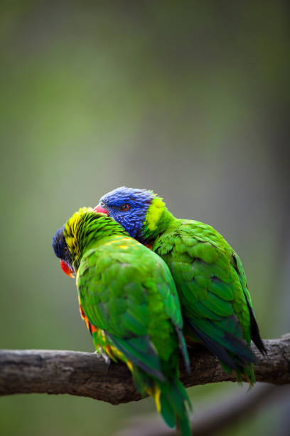 istock A pair of Rainbow Lorikeets fighting/playing/teasing each other 933583392