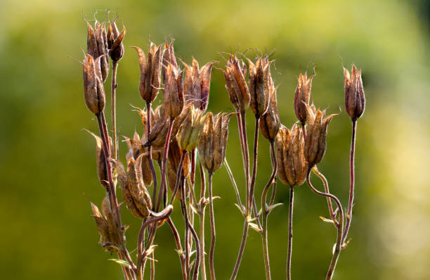 Studies of aquilegia seed pods, these form the subject with little background detail, concentrating on texture, detail and depth of focus. Monochrome/B&W and colour versions.
