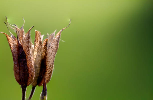 Studies of aquilegia seed pods, these form the subject with little background detail, concentrating on texture, detail and depth of focus. Monochrome/B&W and colour versions.