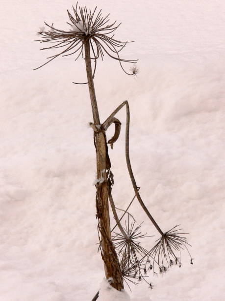istock Withered plant in the snow 933595902