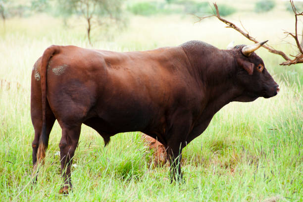 無料の範囲オーストラリア牛 - cattle station ストックフォトと画像