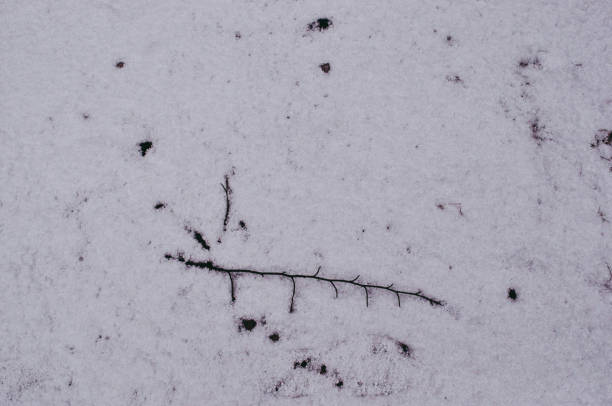 istock German Winter Forest Landscape, Background and Texture with dog 933597542