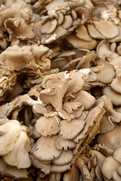 istock Pleurotus ostreatus ( Turkish İstiridye Mantari) 933598566