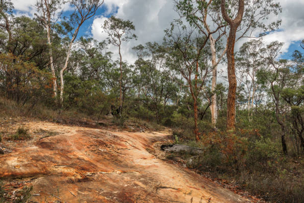 caminar camino a través de un arbusto en montañas azules sydney - blue mountains australia sydney australia new south wales fotografías e imágenes de stock