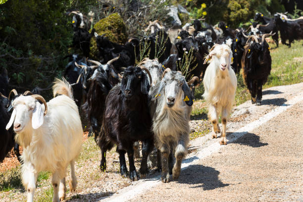 istock A herd of goats going to the pasture along 933599212