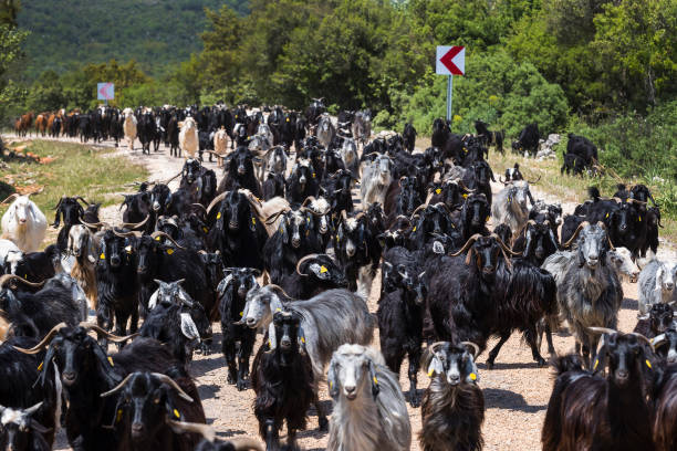 istock A herd of goats going to the pasture along 933599236