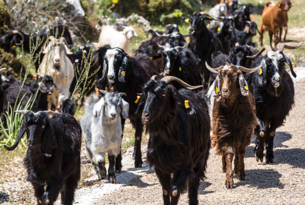 istock A herd of goats going to the pasture along 933599276