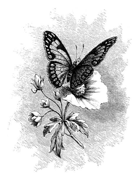 ilustraciones, imágenes clip art, dibujos animados e iconos de stock de mariposa en flor  - victorian style engraved image lepidoptera wildlife