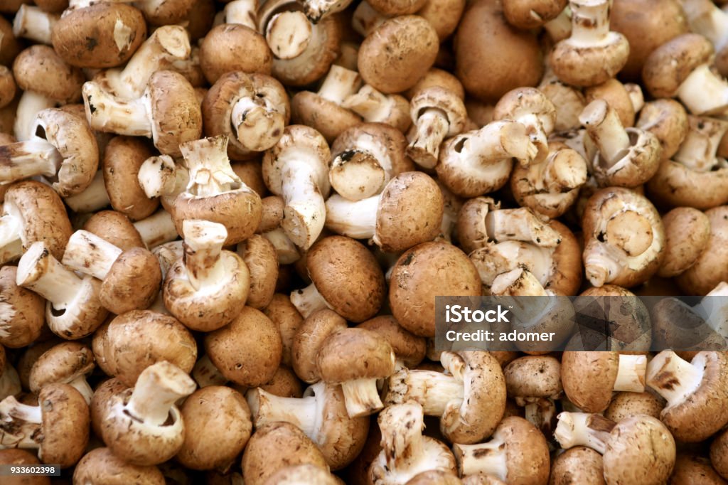 Freshly picked mushrooms mushroom background Edible Mushroom Stock Photo