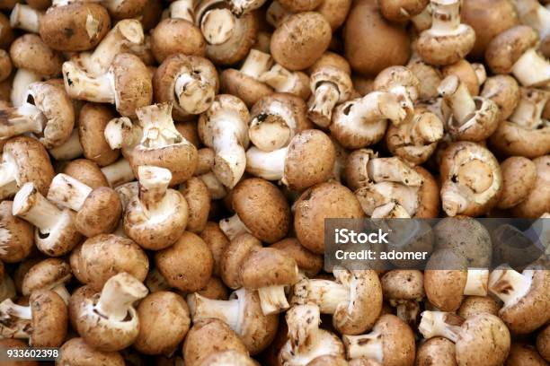 Freshly Picked Mushrooms Stock Photo - Download Image Now - Edible Mushroom, Mushroom, Backgrounds