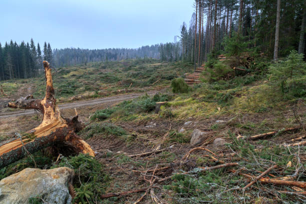 istock harvested forest with a stump in the foreground and trees in the background 933602776