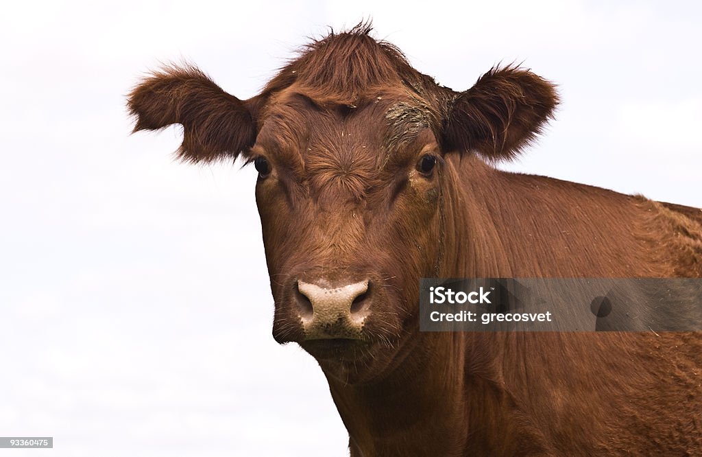 Cow face su bianco - Foto stock royalty-free di Argentina - America del Sud