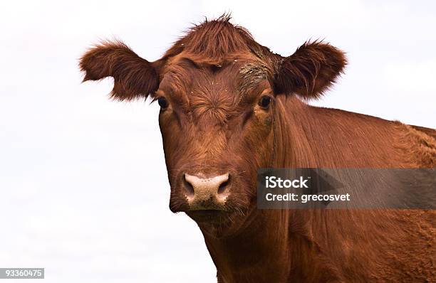 Cow Face Su Bianco - Fotografie stock e altre immagini di Argentina - America del Sud - Argentina - America del Sud, Bovino, Agricoltura