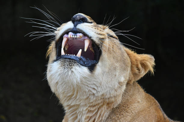 istock Close up portrait of African lioness yawn 933607222